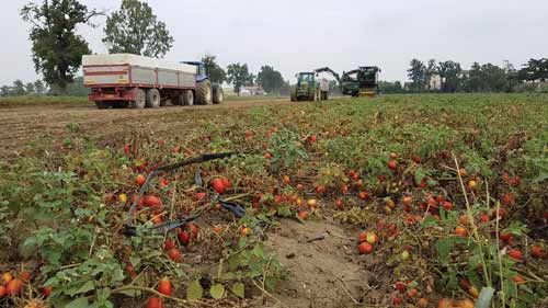 pomodoro da industria